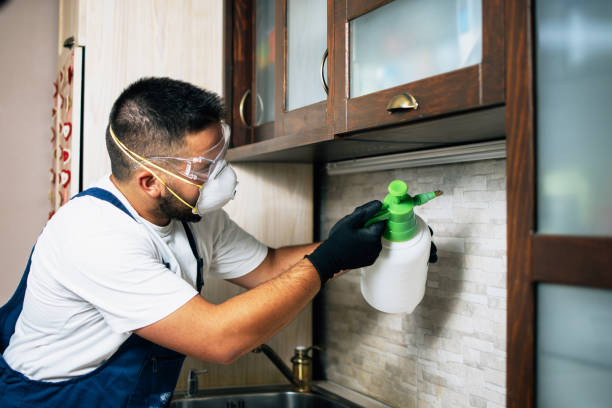 Best Local Pest Control Services  in Hughes Springs, TX