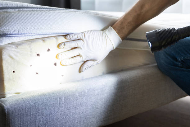 Best Exterminator Services  in Hughes Springs, TX