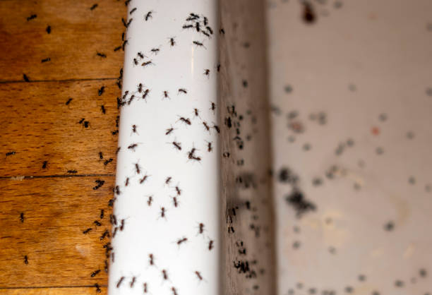 Best Flea Control Services  in Hughes Springs, TX