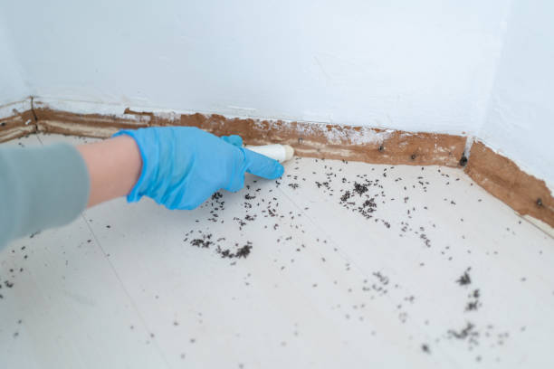 Pest Control Cost in Hughes Springs, TX